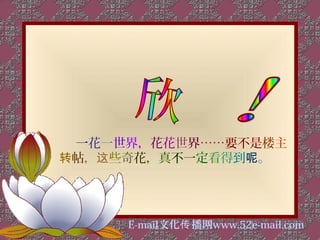 一花一世界，花花世界……要不是楼主
转帖，这些奇花，真不一定看得到呢。




     E-mail文化传 播网www.52e-mail.com
 
