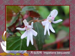 4 、凤仙花科 Impatiens bequaertii
 