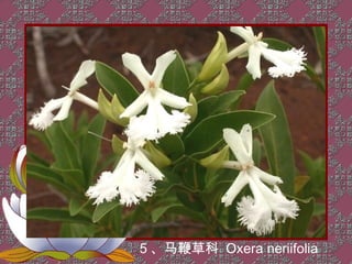 5 、马鞭草科 Oxera neriifolia
 