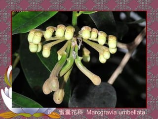 6 、蜜囊花科 Marcgravia umbellata
 