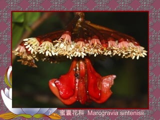 7 、蜜囊花科 Marcgravia sintenisii
 