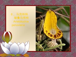 8 、马兜铃科
  秘鲁马兜铃
  Aristolochia
 peruviana
 