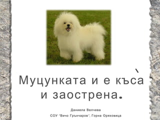 Муцунката и е къса
   и заострена .
               Даниела Велчева
    СОУ “ Вичо Грънчаров ”, Горна Оряховица
 