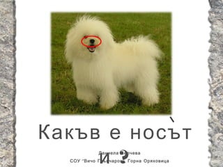 Какъв е носът
     и ?     Даниела Велчева
  СОУ “ Вичо Грънчаров ”, Горна Оряховица
 