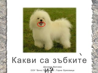 Какви са зъбките
       и?
               Даниела Велчева
    СОУ “ Вичо Грънчаров ”, Горна Оряховица
 