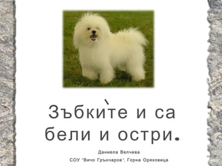 Зъбките и са
бели и остри .
             Даниела Велчева
  СОУ “ Вичо Грънчаров ”, Горна Оряховица
 