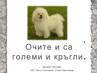 Очите и са
големи и кръгли .
               Даниела Велчева
    СОУ “ Вичо Грънчаров ”, Горна Оряховица
 