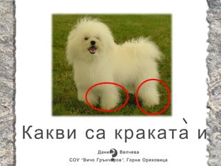 Какви са краката и
        ?      Даниела Велчева
    СОУ “ Вичо Грънчаров ”, Горна Оряховица
 