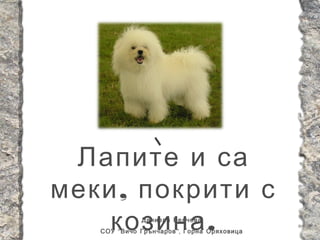 Лапите и са
меки , покрити с
    козина .  Даниела Велчева
   СОУ “ Вичо Грънчаров ”, Горна Оряховица
 