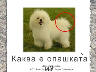 Каква е опашката
       и?
              Даниела Велчева
   СОУ “ Вичо Грънчаров ”, Горна Оряховица
 