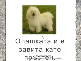 Опашката и е
 завита като
  пръстен .  Даниела Велчева
  СОУ “ Вичо Грънчаров ”, Горна Оряховица
 