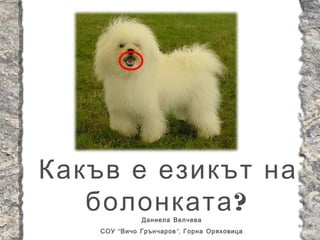 Какъв е езикът на
   болонката ? Даниела Велчева
    СОУ “ Вичо Грънчаров ”, Горна Оряховица
 