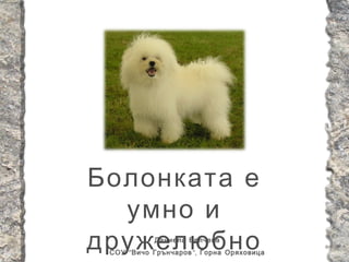 Болонката е
  умно и
дружелюбно  Даниела Велчева
 СОУ “ Вичо Грънчаров ”, Горна Оряховица
 