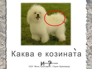 Каква е козината
       и ?     Даниела Велчева
    СОУ “ Вичо Грънчаров ”, Горна Оряховица
 