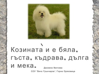 Козината и е бяла ,
гъста , къдрава , дълга
и мека .         Даниела Велчева
      СОУ “ Вичо Грънчаров ”, Горна Оряховица
 