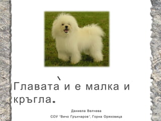 Главата и е малка и
кръгла .
                 Даниела Велчева
      СОУ “ Вичо Грънчаров ”, Горна Оряховица
 