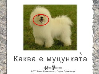 Каква е муцунката
       и ?     Даниела Велчева
    СОУ “ Вичо Грънчаров ”, Горна Оряховица
 