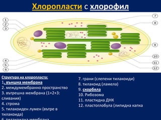 Хлоропласти с хлорофил




Структура на хлоропласта:        7. грани (слепени тилакоиди)
1. външна мембрана               8. тилакоид (ламела)
2. междумембранно пространство   9. скорбяла
3. вътрешна мембрана (1+2+3:     10. Рибозома
сливания)                        11. пластидна ДНК
4. строма                        12. пластоглобула (липидна капка
5. тилакоиден лумен (вътре в
тилакоида)
 