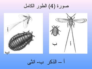 ‫صورة )4( الطور الكامل‬



‫أ‬

                 ‫ب‬          ‫أ‬
‫ب‬
     ‫أ – الذكر ب- انثى‬
 