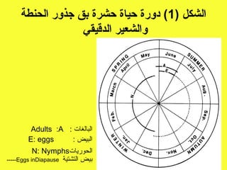 ‫الشكل )1( دورة حياة حشرة بق جذور الحنطة‬
                  ‫والشعير الدقيقي‬




         ‫البالغات : ‪Adults :A‬‬
        ‫‪E: eggs‬‬      ‫البيض :‬
           ‫الحوريات‪N: Nymphs‬‬
‫بيض التشتية ‪-----Eggs inDiapause‬‬
 