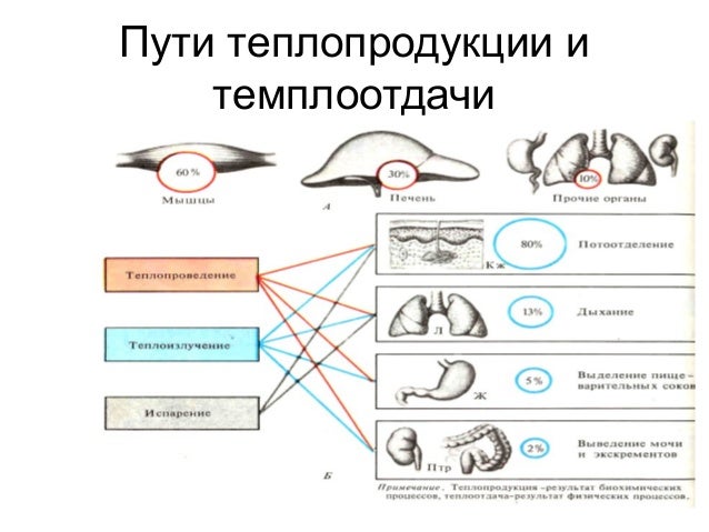 Повышение теплопродукции. Повышение теплопродукции