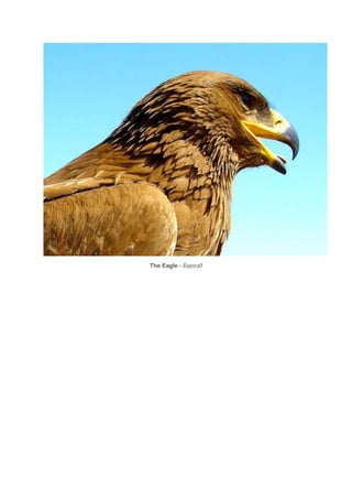 The Eagle - Бүргэд
 
