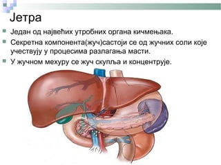 Јетра
   Један од највећих утробних органа кичмењака.
   Секретна компонента(жуч)састоји се од жучних соли које
    учествују у процесима разлагања масти.
   У жучном мехуру се жуч скупља и концентрује.
 