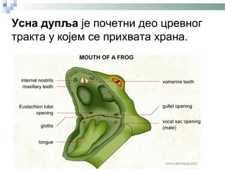 Усна дупља је почетни део цревног
тракта у којем се прихвата храна.
 