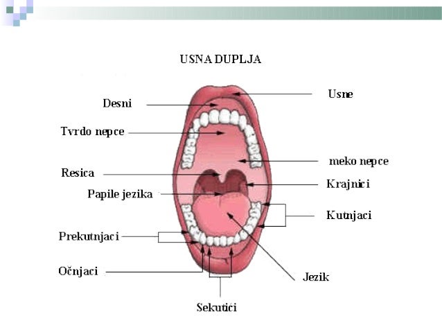 Sistem organa za varenje