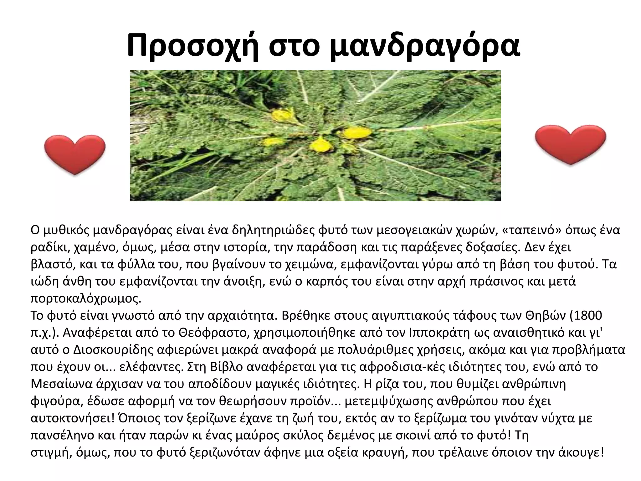 Προσοχή στο μανδραγόρα




Ο μυκικόσ μανδραγόρασ είναι ζνα δθλθτθριϊδεσ φυτό των μεςογειακϊν χωρϊν, «ταπεινό» όπωσ ζνα
ραδίκι, χαμζνο, όμωσ, μζςα ςτθν ιςτορία, τθν παράδοςθ και τισ παράξενεσ δοξαςίεσ. Δεν ζχει
βλαςτό, και τα φφλλα του, που βγαίνουν το χειμϊνα, εμφανίηονται γφρω από τθ βάςθ του φυτοφ. Τα
ιϊδθ άνκθ του εμφανίηονται τθν άνοιξθ, ενϊ ο καρπόσ του είναι ςτθν αρχι πράςινοσ και μετά
πορτοκαλόχρωμοσ.
Το φυτό είναι γνωςτό από τθν αρχαιότθτα. Βρζκθκε ςτουσ αιγυπτιακοφσ τάφουσ των Θθβϊν (1800
π.χ.). Αναφζρεται από το Θεόφραςτο, χρθςιμοποιικθκε από τον Ιπποκράτθ ωσ αναιςκθτικό και γι'
αυτό ο Διοςκουρίδθσ αφιερϊνει μακρά αναφορά με πολυάρικμεσ χριςεισ, ακόμα και για προβλιματα
που ζχουν οι... ελζφαντεσ. Στθ Βίβλο αναφζρεται για τισ αφροδιςια­κζσ ιδιότθτεσ του, ενϊ από το
Μεςαίωνα άρχιςαν να του αποδίδουν μαγικζσ ιδιότθτεσ. Η ρίηα του, που κυμίηει ανκρϊπινθ
φιγοφρα, ζδωςε αφορμι να τον κεωριςουν προϊόν... μετεμψφχωςθσ ανκρϊπου που ζχει
αυτοκτονιςει! Όποιοσ τον ξερίηωνε ζχανε τθ ηωι του, εκτόσ αν το ξερίηωμα του γινόταν νφχτα με
πανςζλθνο και ιταν παρϊν κι ζνασ μαφροσ ςκφλοσ δεμζνοσ με ςκοινί από το φυτό! Τθ
ςτιγμι, όμωσ, που το φυτό ξεριηωνόταν άφθνε μια οξεία κραυγι, που τρζλαινε όποιον τθν άκουγε!
 