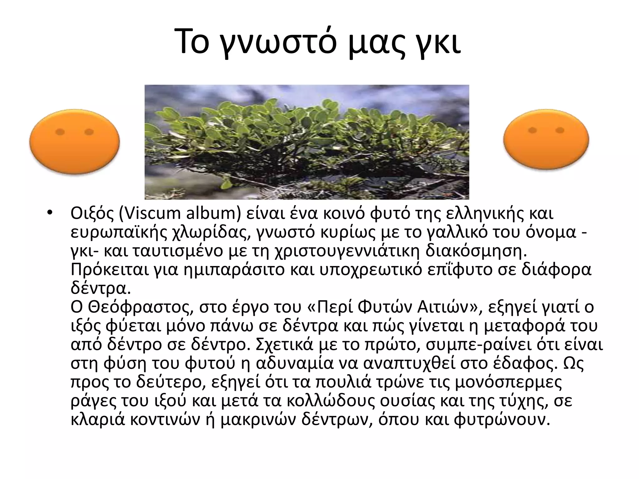 Το γνωςτό μασ γκι



• Οιξόσ (Viscum album) είναι ζνα κοινό φυτό τθσ ελλθνικισ και
  ευρωπαϊκισ χλωρίδασ, γνωςτό κυρίωσ με το γαλλικό του όνομα -
  γκι- και ταυτιςμζνο με τθ χριςτουγεννιάτικθ διακόςμθςθ.
  Πρόκειται για θμιπαράςιτο και υποχρεωτικό επΐφυτο ςε διάφορα
  δζντρα.
  Ο Θεόφραςτοσ, ςτο ζργο του «Περί Φυτϊν Αιτιϊν», εξθγεί γιατί ο
  ιξόσ φφεται μόνο πάνω ςε δζντρα και πϊσ γίνεται θ μεταφορά του
  από δζντρο ςε δζντρο. Σχετικά με το πρϊτο, ςυμπε­ραίνει ότι είναι
  ςτθ φφςθ του φυτοφ θ αδυναμία να αναπτυχκεί ςτο ζδαφοσ. Ωσ
  προσ το δεφτερο, εξθγεί ότι τα πουλιά τρϊνε τισ μονόςπερμεσ
  ράγεσ του ιξοφ και μετά τα κολλϊδουσ ουςίασ και τθσ τφχθσ, ςε
  κλαριά κοντινϊν ι μακρινϊν δζντρων, όπου και φυτρϊνουν.
 