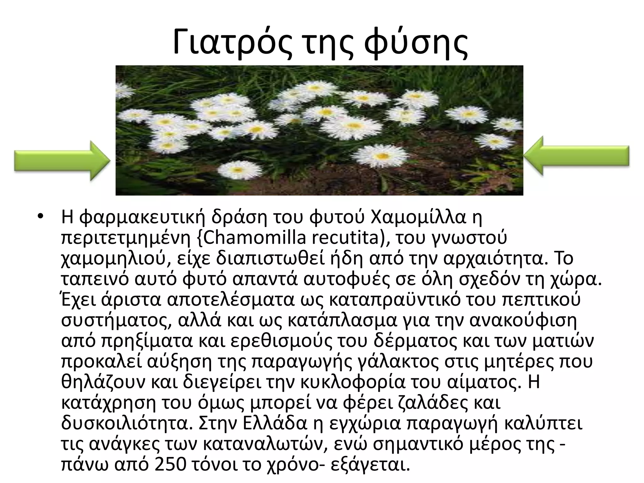 Γιατρόσ τθσ φφςθσ



• Η φαρμακευτικι δράςθ του φυτοφ Χαμομίλλα θ
  περιτετμθμζνθ {Chamomilla recutita), του γνωςτοφ
  χαμομθλιοφ, είχε διαπιςτωκεί ιδθ από τθν αρχαιότθτα. Το
  ταπεινό αυτό φυτό απαντά αυτοφυζσ ςε όλθ ςχεδόν τθ χϊρα.
  Ζχει άριςτα αποτελζςματα ωσ καταπραχντικό του πεπτικοφ
  ςυςτιματοσ, αλλά και ωσ κατάπλαςμα για τθν ανακοφφιςθ
  από πρθξίματα και ερεκιςμοφσ του δζρματοσ και των ματιϊν
  προκαλεί αφξθςθ τθσ παραγωγισ γάλακτοσ ςτισ μθτζρεσ που
  κθλάηουν και διεγείρει τθν κυκλοφορία του αίματοσ. Η
  κατάχρθςθ του όμωσ μπορεί να φζρει ηαλάδεσ και
  δυςκοιλιότθτα. Στθν Ελλάδα θ εγχϊρια παραγωγι καλφπτει
  τισ ανάγκεσ των καταναλωτϊν, ενϊ ςθμαντικό μζροσ τθσ -
  πάνω από 250 τόνοι το χρόνο- εξάγεται.
 