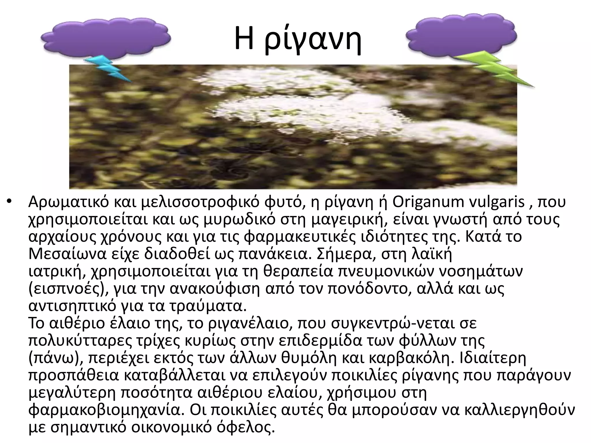 Η ρίγανθ



• Αρωματικό και μελιςςοτροφικό φυτό, θ ρίγανθ ι Origanum vulgaris , που
  χρθςιμοποιείται και ωσ μυρωδικό ςτθ μαγειρικι, είναι γνωςτι από τουσ
  αρχαίουσ χρόνουσ και για τισ φαρμακευτικζσ ιδιότθτεσ τθσ. Κατά το
  Μεςαίωνα είχε διαδοκεί ωσ πανάκεια. Σιμερα, ςτθ λαϊκι
  ιατρικι, χρθςιμοποιείται για τθ κεραπεία πνευμονικϊν νοςθμάτων
  (ειςπνοζσ), για τθν ανακοφφιςθ από τον πονόδοντο, αλλά και ωσ
  αντιςθπτικό για τα τραφματα.
  Το αικζριο ζλαιο τθσ, το ριγανζλαιο, που ςυγκεντρϊ­νεται ςε
  πολυκφτταρεσ τρίχεσ κυρίωσ ςτθν επιδερμίδα των φφλλων τθσ
  (πάνω), περιζχει εκτόσ των άλλων κυμόλθ και καρβακόλθ. Ιδιαίτερθ
  προςπάκεια καταβάλλεται να επιλεγοφν ποικιλίεσ ρίγανθσ που παράγουν
  μεγαλφτερθ ποςότθτα αικζριου ελαίου, χριςιμου ςτθ
  φαρμακοβιομθχανία. Οι ποικιλίεσ αυτζσ κα μποροφςαν να καλλιεργθκοφν
  με ςθμαντικό οικονομικό όφελοσ.
 
