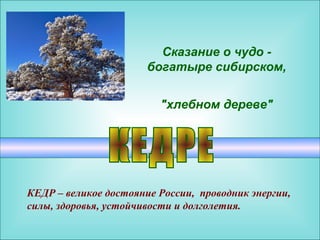 Сказание о чудо -
                       богатыре сибирском,


                         "хлебном дереве"




КЕДР – великое достояние России, проводник энергии,
силы, здоровья, устойчивости и долголетия.
 