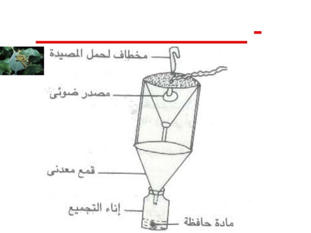 آفات الأشجار الحراجية حشرات المحاضرة الأولى