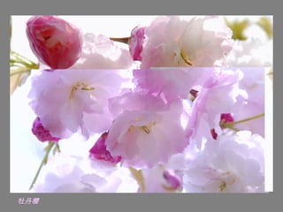 牡丹櫻
 