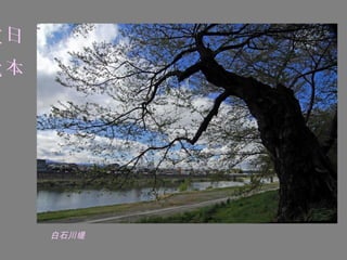 東日
北本




     白石川堤
 