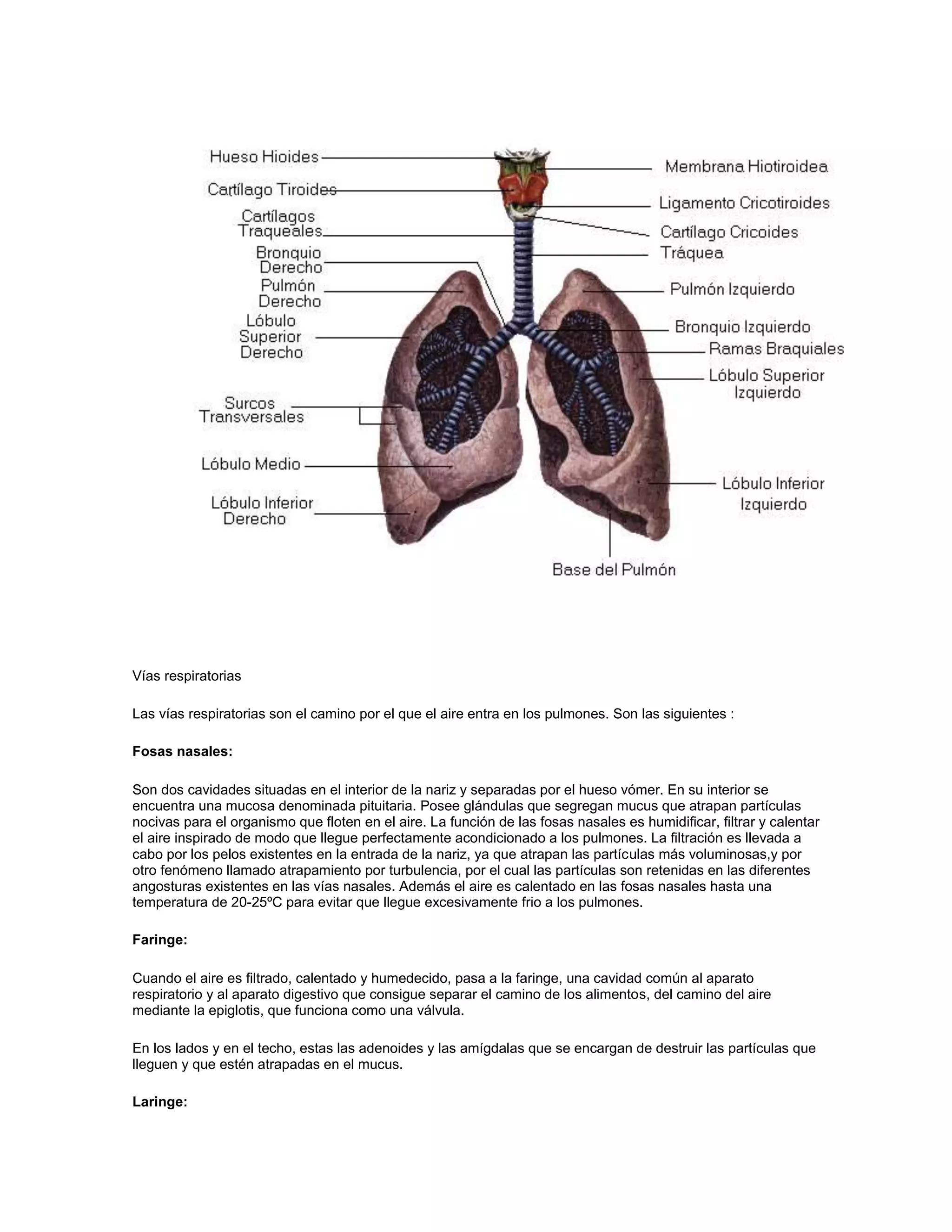 Vías respiratorias

Las vías respiratorias son el camino por el que el aire entra en los pulmones. Son las siguientes :

Fosas nasales:

Son dos cavidades situadas en el interior de la nariz y separadas por el hueso vómer. En su interior se
encuentra una mucosa denominada pituitaria. Posee glándulas que segregan mucus que atrapan partículas
nocivas para el organismo que floten en el aire. La función de las fosas nasales es humidificar, filtrar y calentar
el aire inspirado de modo que llegue perfectamente acondicionado a los pulmones. La filtración es llevada a
cabo por los pelos existentes en la entrada de la nariz, ya que atrapan las partículas más voluminosas,y por
otro fenómeno llamado atrapamiento por turbulencia, por el cual las partículas son retenidas en las diferentes
angosturas existentes en las vías nasales. Además el aire es calentado en las fosas nasales hasta una
temperatura de 20-25ºC para evitar que llegue excesivamente frio a los pulmones.

Faringe:

Cuando el aire es filtrado, calentado y humedecido, pasa a la faringe, una cavidad común al aparato
respiratorio y al aparato digestivo que consigue separar el camino de los alimentos, del camino del aire
mediante la epiglotis, que funciona como una válvula.

En los lados y en el techo, estas las adenoides y las amígdalas que se encargan de destruir las partículas que
lleguen y que estén atrapadas en el mucus.

Laringe:
 