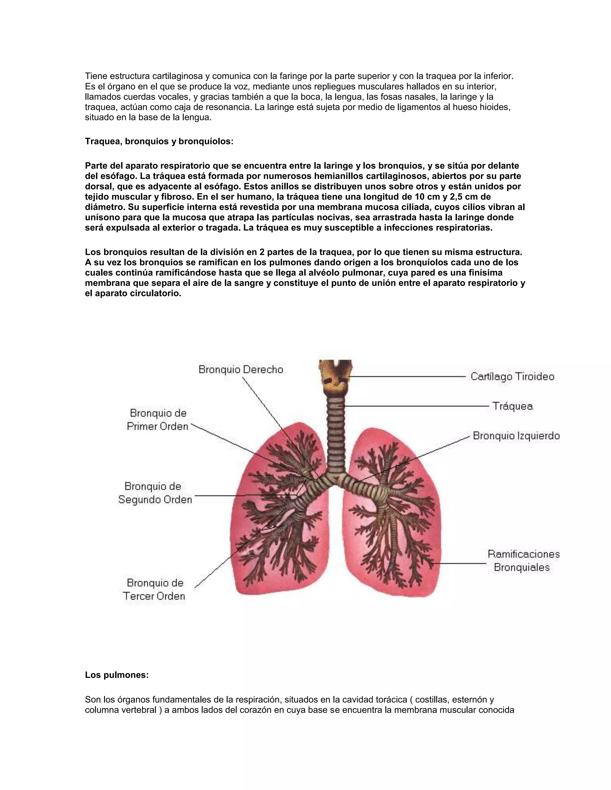 Tiene estructura cartilaginosa y comunica con la faringe por la parte superior y con la traquea por la inferior.
Es el órgano en el que se produce la voz, mediante unos repliegues musculares hallados en su interior,
llamados cuerdas vocales, y gracias también a que la boca, la lengua, las fosas nasales, la laringe y la
traquea, actúan como caja de resonancia. La laringe está sujeta por medio de ligamentos al hueso hioides,
situado en la base de la lengua.

Traquea, bronquios y bronquíolos:

Parte del aparato respiratorio que se encuentra entre la laringe y los bronquios, y se sitúa por delante
del esófago. La tráquea está formada por numerosos hemianillos cartilaginosos, abiertos por su parte
dorsal, que es adyacente al esófago. Estos anillos se distribuyen unos sobre otros y están unidos por
tejido muscular y fibroso. En el ser humano, la tráquea tiene una longitud de 10 cm y 2,5 cm de
diámetro. Su superficie interna está revestida por una membrana mucosa ciliada, cuyos cilios vibran al
unísono para que la mucosa que atrapa las partículas nocivas, sea arrastrada hasta la laringe donde
será expulsada al exterior o tragada. La tráquea es muy susceptible a infecciones respiratorias.

Los bronquios resultan de la división en 2 partes de la traquea, por lo que tienen su misma estructura.
A su vez los bronquios se ramifican en los pulmones dando origen a los bronquíolos cada uno de los
cuales continúa ramificándose hasta que se llega al alvéolo pulmonar, cuya pared es una finísima
membrana que separa el aire de la sangre y constituye el punto de unión entre el aparato respiratorio y
el aparato circulatorio.




Los pulmones:

Son los órganos fundamentales de la respiración, situados en la cavidad torácica ( costillas, esternón y
columna vertebral ) a ambos lados del corazón en cuya base se encuentra la membrana muscular conocida
 