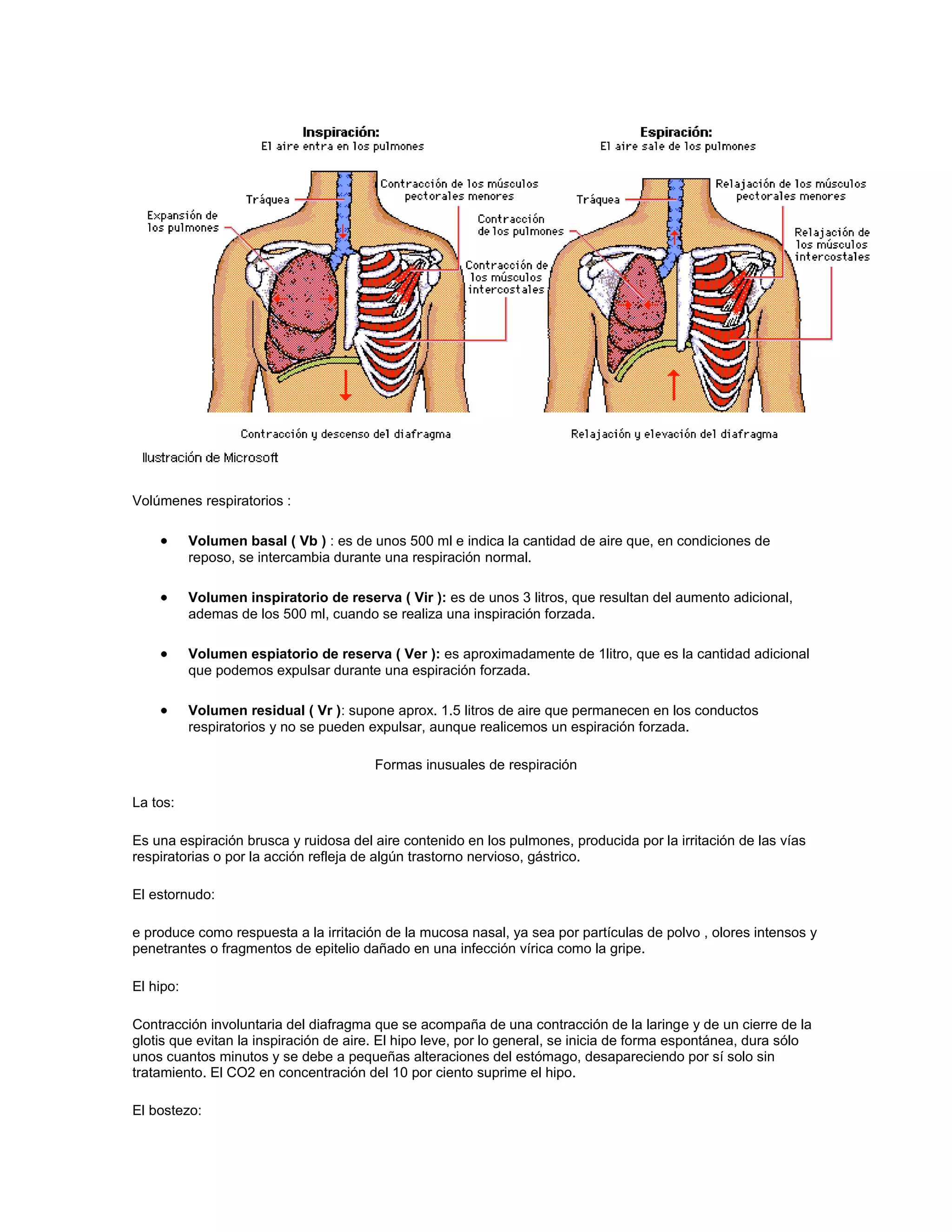 Volúmenes respiratorios :

           Volumen basal ( Vb ) : es de unos 500 ml e indica la cantidad de aire que, en condiciones de
           reposo, se intercambia durante una respiración normal.

           Volumen inspiratorio de reserva ( Vir ): es de unos 3 litros, que resultan del aumento adicional,
           ademas de los 500 ml, cuando se realiza una inspiración forzada.

           Volumen espiatorio de reserva ( Ver ): es aproximadamente de 1litro, que es la cantidad adicional
           que podemos expulsar durante una espiración forzada.

           Volumen residual ( Vr ): supone aprox. 1.5 litros de aire que permanecen en los conductos
           respiratorios y no se pueden expulsar, aunque realicemos un espiración forzada.

                                        Formas inusuales de respiración

La tos:

Es una espiración brusca y ruidosa del aire contenido en los pulmones, producida por la irritación de las vías
respiratorias o por la acción refleja de algún trastorno nervioso, gástrico.

El estornudo:

e produce como respuesta a la irritación de la mucosa nasal, ya sea por partículas de polvo , olores intensos y
penetrantes o fragmentos de epitelio dañado en una infección vírica como la gripe.

El hipo:

Contracción involuntaria del diafragma que se acompaña de una contracción de la laringe y de un cierre de la
glotis que evitan la inspiración de aire. El hipo leve, por lo general, se inicia de forma espontánea, dura sólo
unos cuantos minutos y se debe a pequeñas alteraciones del estómago, desapareciendo por sí solo sin
tratamiento. El CO2 en concentración del 10 por ciento suprime el hipo.

El bostezo:
 
