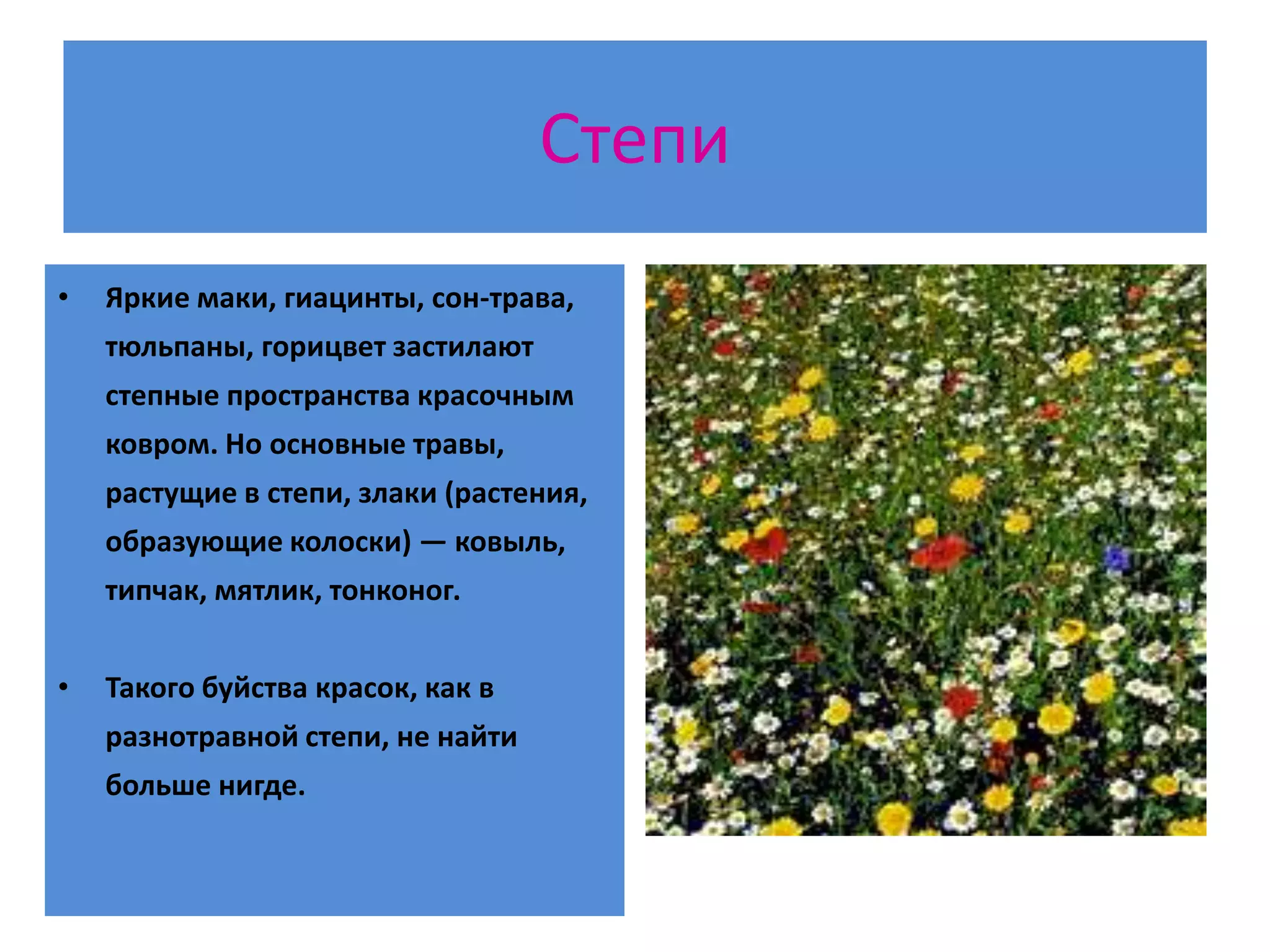 степи и пустыни | PPT