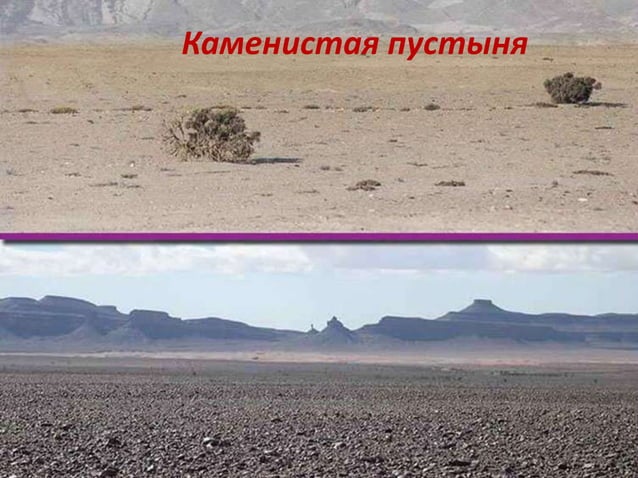 степи и пустыни | PPT