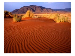 степи и пустыни | PPT