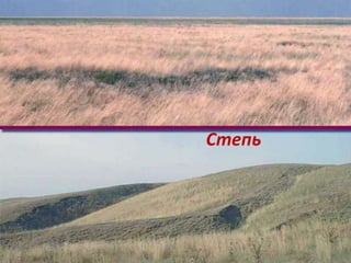 степи и пустыни | PPT