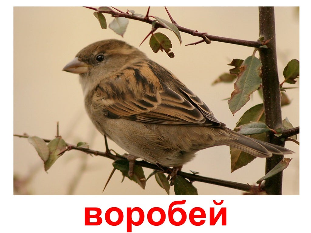 птицы пение