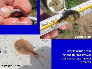 ‫תריסן הקשקש‬




      ‫נקבת תריסן עם שקי ביצים‬




                                         ‫תריסן מגושם‬



                                    ‫מיני סרטנים נדירים‬
                                 ‫הועתקו לבריכת החורף‬
                                ‫החדשה בה הם מתרבים‬
                                              ‫בהצלחה‬
‫תריסן הקשקש‬
 