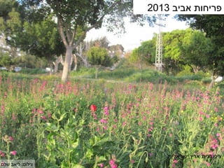 ‫פריחות אביב 3102‬




                      ‫ציפורנית ארץ ישראלית‬
‫צילום: ליאב שלם‬
 