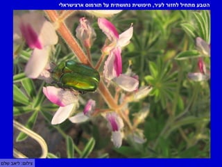 ‫הטבע מתחיל לחזור לעיר, חיפושית נחושתית על תורמוס ארצישראלי‬




‫צילום: ליאב שלם‬
 