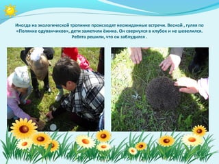 Иногда на экологической тропинке происходят неожиданные встречи. Весной , гуляя по
«Полянке одуванчиков», дети заметили ёжика. Он свернулся в клубок и не шевелился.
                         Ребята решили, что он заблудился .
 