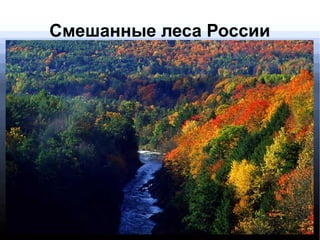 Смешанные леса России
 